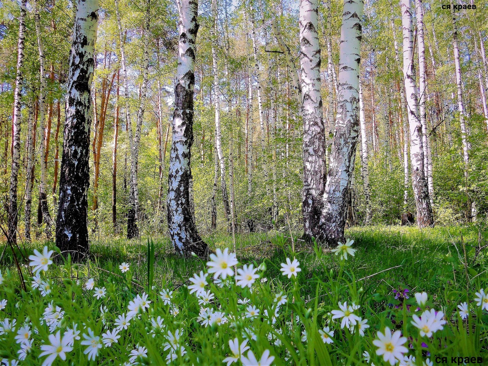 картинки природа россии весна